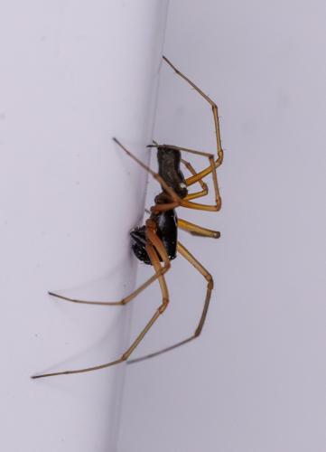 Réf. 340 319 : Linyphiinae inconnu